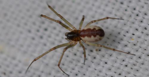 Neriene peltata